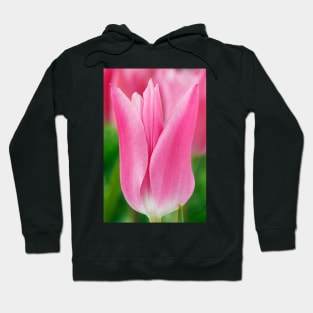 Tulipa  &#39;China Pink&#39;  AGM   Lily-flowered Group  Tulip Hoodie